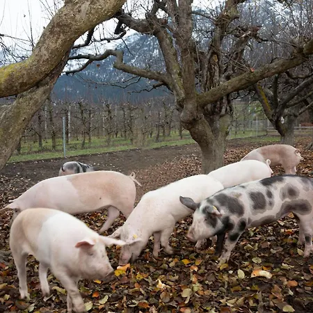 Bogner Appartement Absam