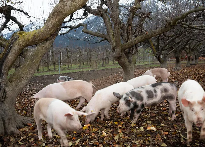 Bogner Lejlighed Absam